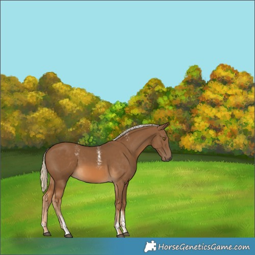 Horse Color:Powder White Chocolate Palomino 