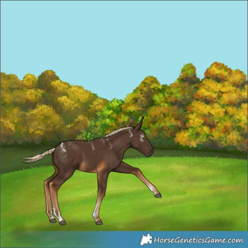 Horse Color:Powder White Gray Chocolate Palomino 