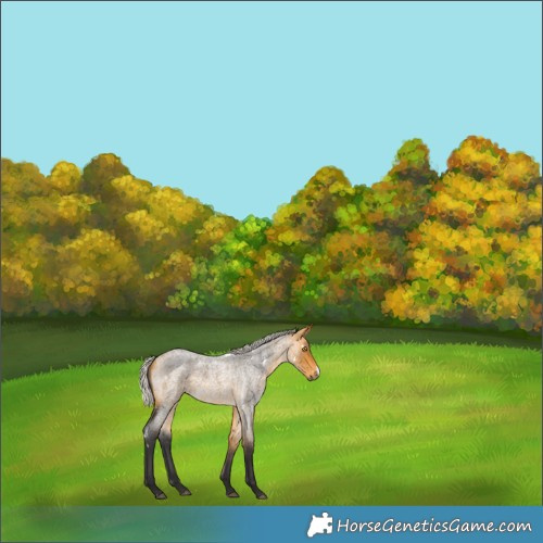 Horse Color:White Spotted Silver Buckskin Roan 
