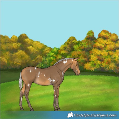 Horse Color:White Spotted Silver Buckskin 