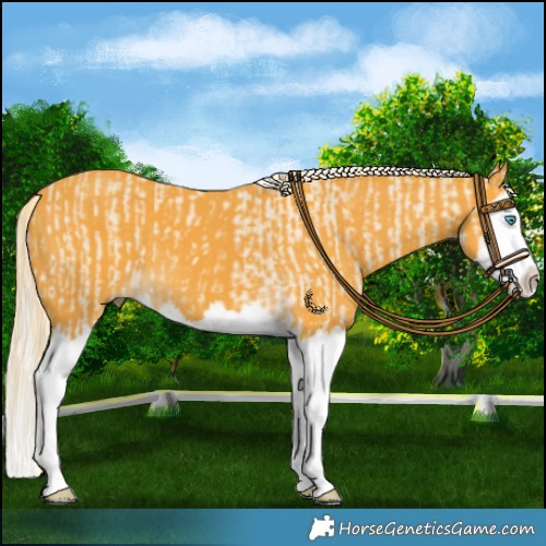 Horse Color:Cremello Splash and Palomino Splash