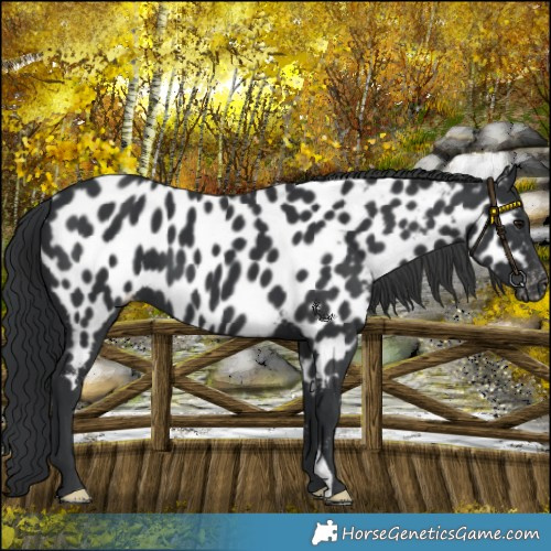Horse Color:Black Appaloosa 