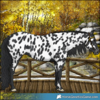 Horse Color:Black Near Leopard 