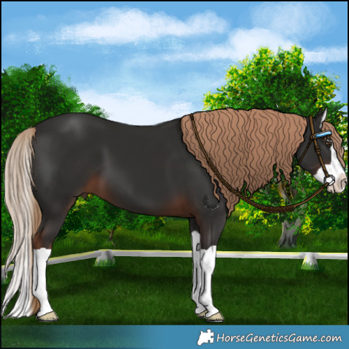Horse Color:Liver Chestnut Splash 
