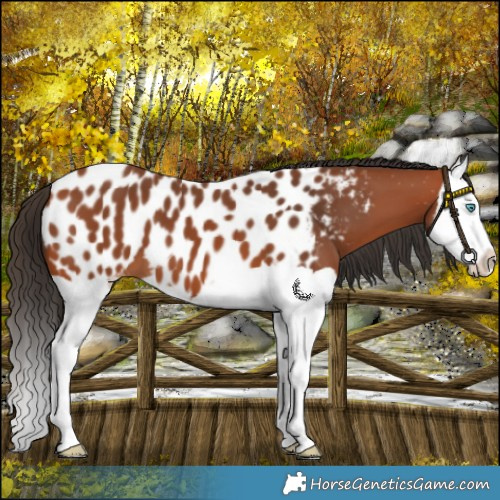 Horse Color:Bay Splash Appaloosa 