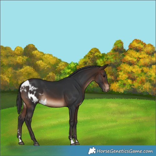 Horse Color:Brown Skewed Appaloosa 