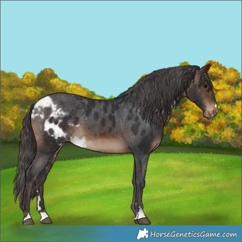 Horse Color:Brown Skewed LP Spotted 