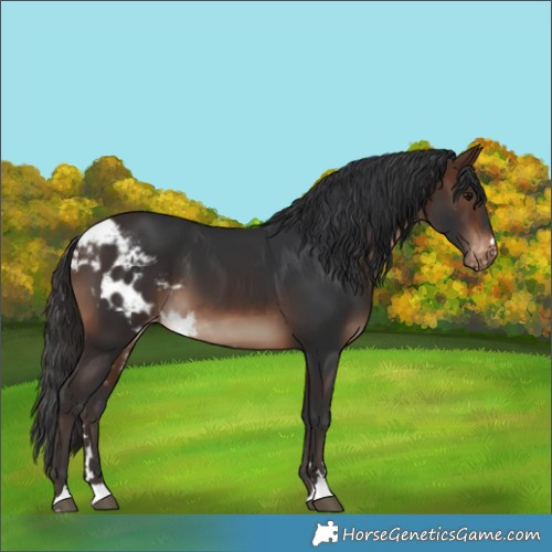 Horse Color:Brown Skewed Appaloosa 