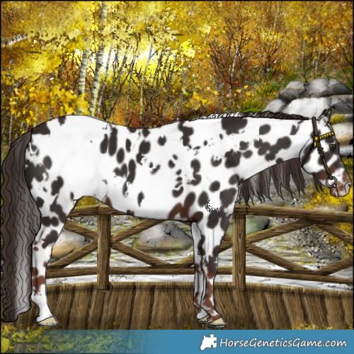 Horse Color:White Spotted Liver Chestnut Leopard 