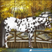 Horse Color:White Spotted Liver Chestnut Leopard 