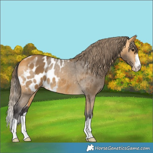 Horse Color:Buckskin Skewed LP Spotted Rabicano 