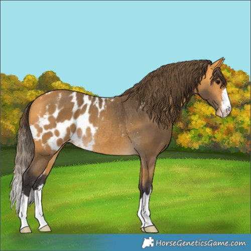 Horse Color:Buckskin Skewed Appaloosa Rabicano 