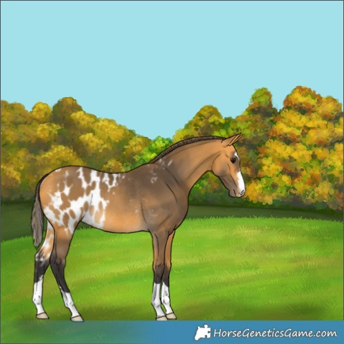 Horse Color:Buckskin Skewed Appaloosa Rabicano 