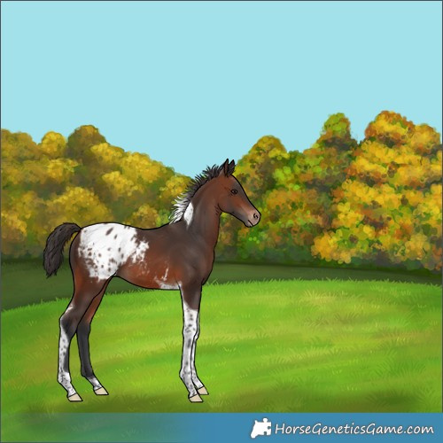 Horse Color:Brown Tobiano Appaloosa 