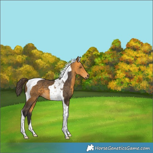Horse Color:Buckskin Tobiano 