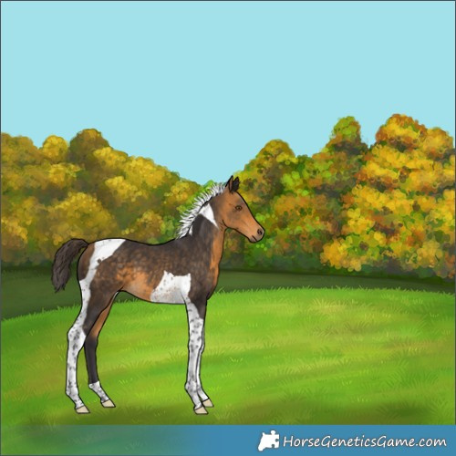 Horse Color:Buckskin Tobiano 