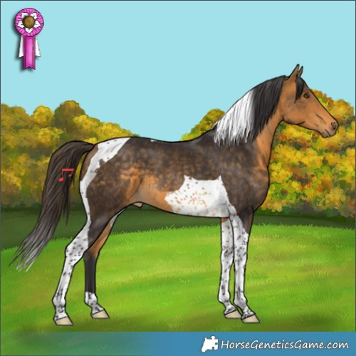 Horse Color:Buckskin Tobiano