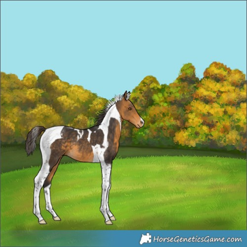 Horse Color:Buckskin Tobiano Appaloosa 