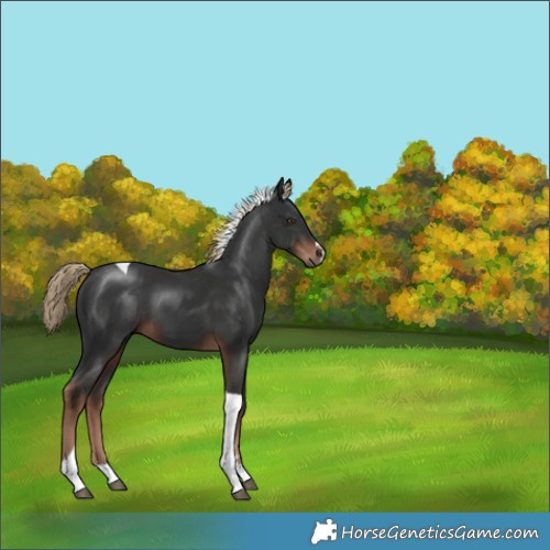 Horse Color:Liver Chestnut Tobiano 