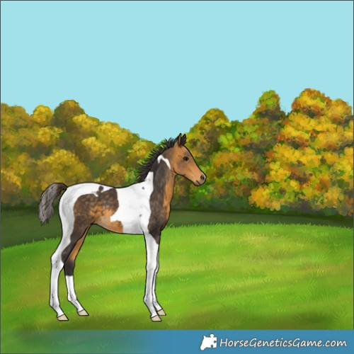 Horse Color:Buckskin Tobiano 