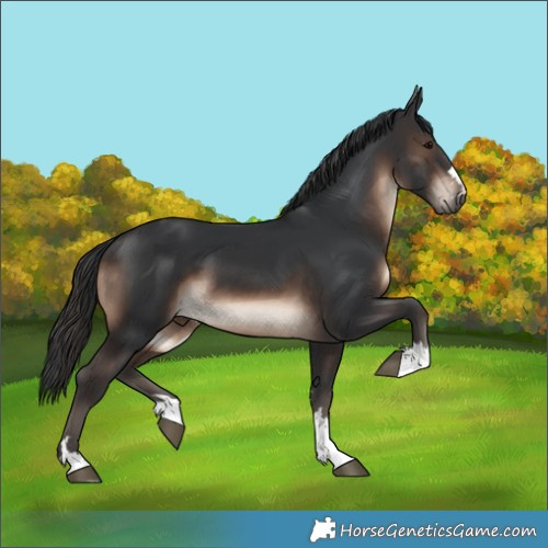 Horse Color:Brown 
