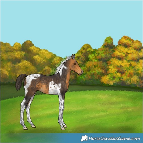 Horse Color:Buckskin Tobiano 