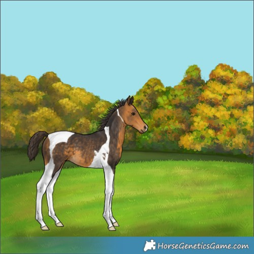 Horse Color:Buckskin Tobiano 