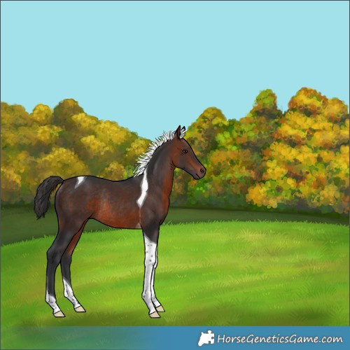 Horse Color:Brown Tobiano Rabicano