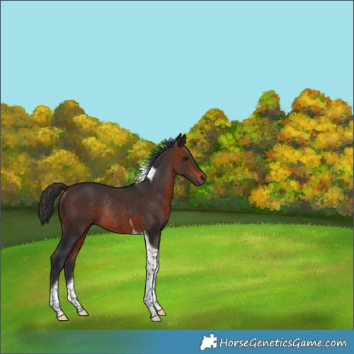 Horse Color:Bay Tobiano Rabicano 