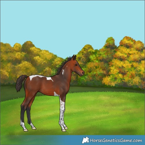Horse Color:Bay Tobiano 