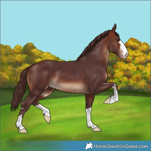 Horse Color:Chocolate Brown Skewed Appaloosa 