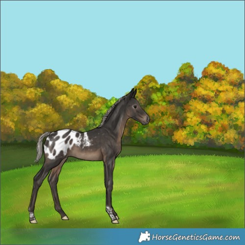 Horse Color:Gray Silver Black Tobiano Appaloosa Rabicano 