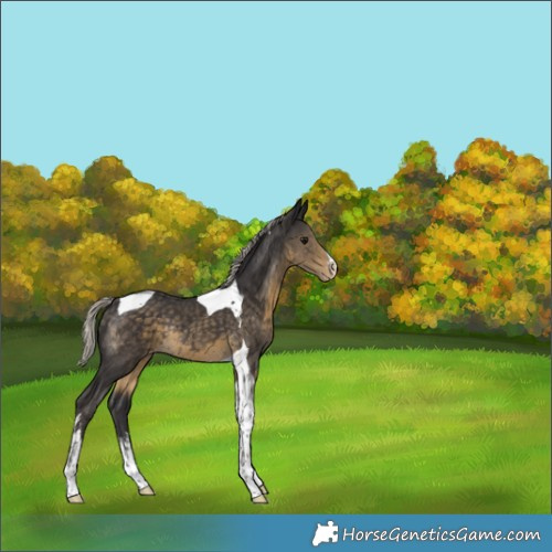 Horse Color:White Spotted Silver Smoky Black Tobiano Appaloosa Rabicano 