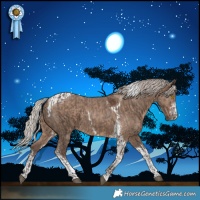 Horse Color:Silver Black Tobiano Rabicano  and White Spotted Silver Grullo Tobiano 