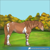 Horse Color:Chestnut Tobiano