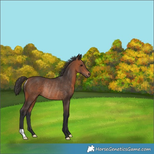 Horse Color:Bay Rabicano 