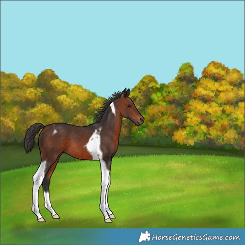Horse Color:Brown Tobiano 