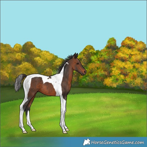 Horse Color:Brown Tobiano 