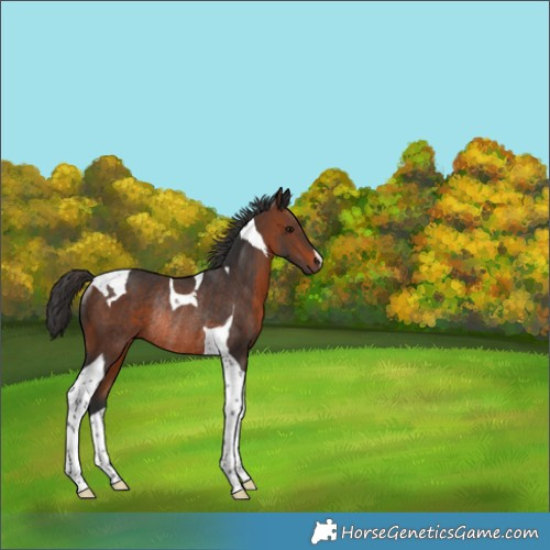 Horse Color:Brown Tobiano Rabicano