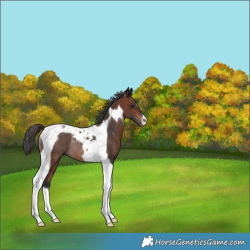 Horse Color:Brown Tobiano Rabicano