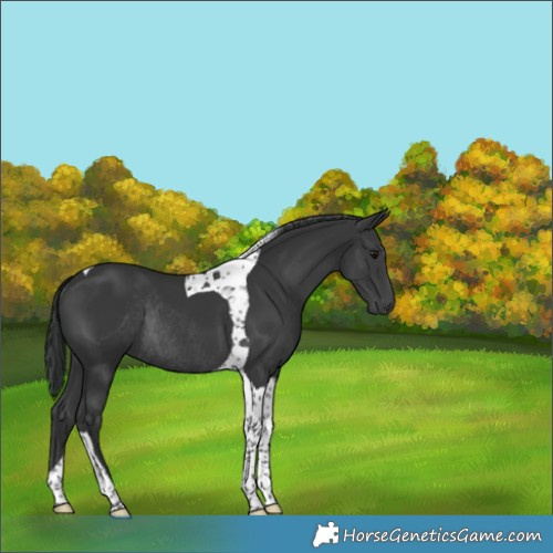 Horse Color:Black Tobiano Rabicano 