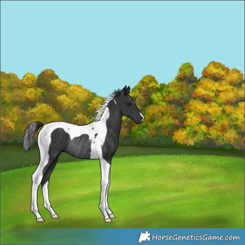 Horse Color:Black Tobiano Rabicano 