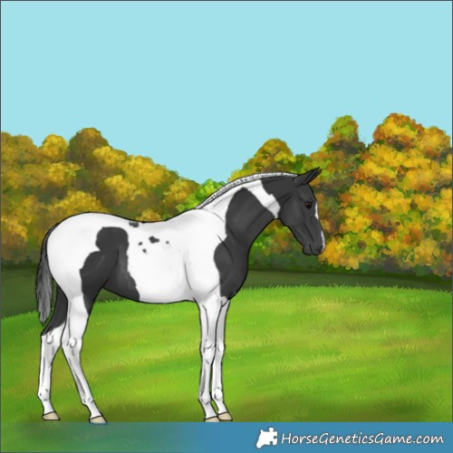 Horse Color:Black Tobiano 