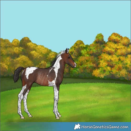 Horse Color:Brown Tobiano Rabicano 