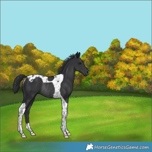 Horse Color:Black Tobiano Rabicano 