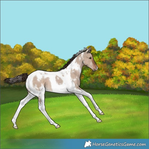 Horse Color:White Spotted Liver Red Dun Tobiano 