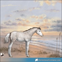 Horse Color:Classic Champagne Roan Splash