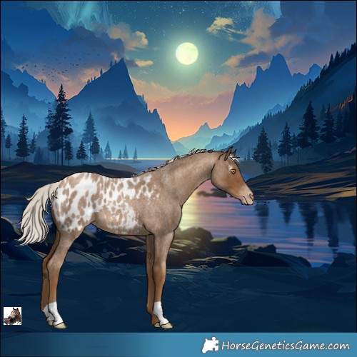 Horse Color:Gray Silver Classic Champagne Roan Appaloosa 