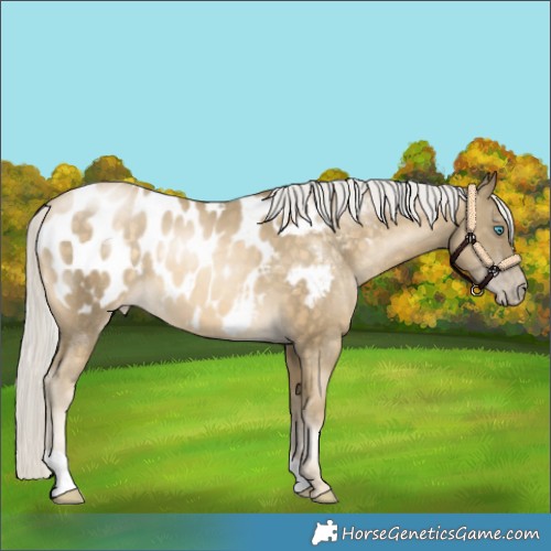 Horse Color:Silver Buckskin Pearl Appaloosa