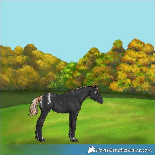 Horse Color:Powder White Gray Liver Chestnut